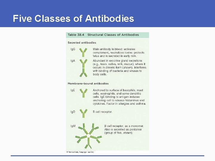 Five Classes of Antibodies Five Classes of Antibodies