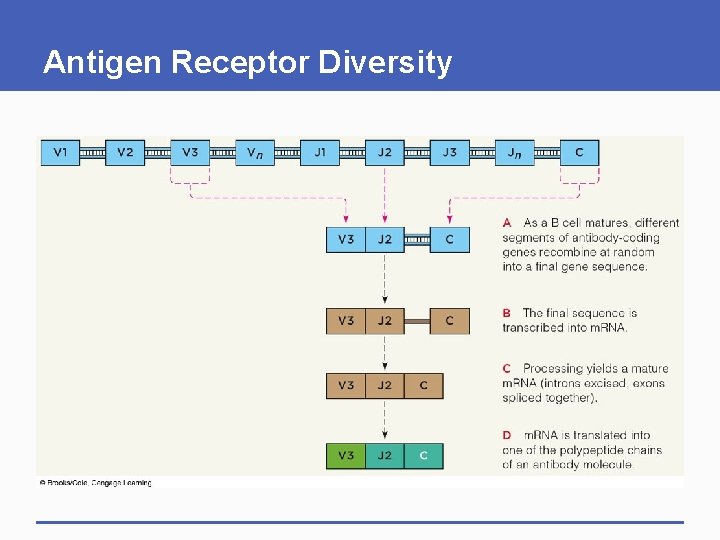 Antigen Receptor Diversity Antigen Receptor Diversity