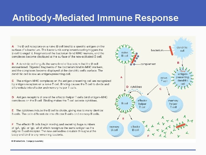 Antibody-Mediated Immune Response Antibody-Mediated Immune Response