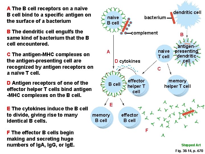 A The B cell receptors on a naïve B cell bind to a specific A The B cell receptors on a naïve B cell bind to a specific
