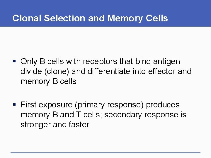 Clonal Selection and Memory Cells § Only B cells with receptors that bind antigen Clonal Selection and Memory Cells § Only B cells with receptors that bind antigen