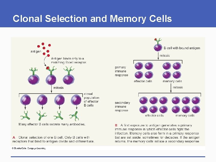 Clonal Selection and Memory Cells Clonal Selection and Memory Cells