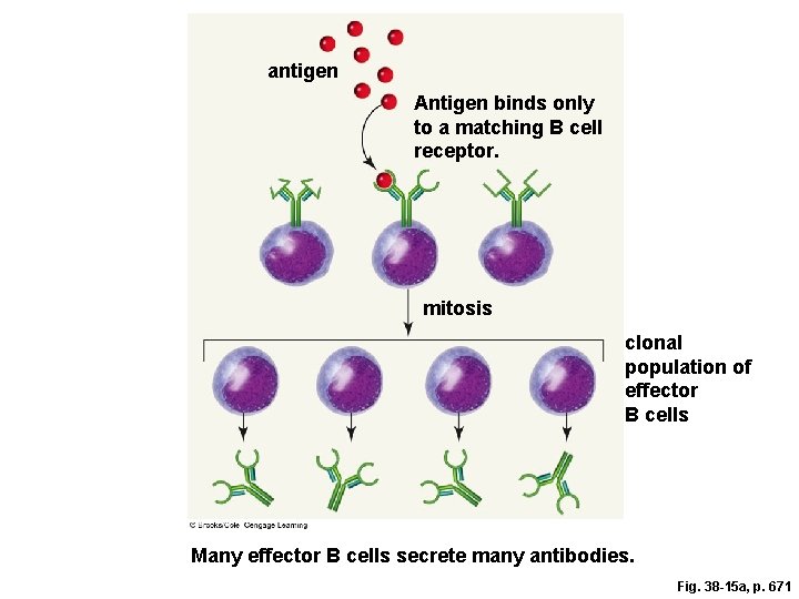 antigen Antigen binds only to a matching B cell receptor. mitosis clonal population of antigen Antigen binds only to a matching B cell receptor. mitosis clonal population of