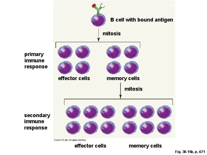 B cell with bound antigen mitosis primary immune response effector cells memory cells mitosis B cell with bound antigen mitosis primary immune response effector cells memory cells mitosis