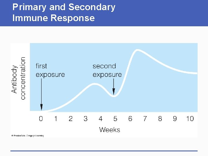 Primary and Secondary Immune Response Primary and Secondary Immune Response