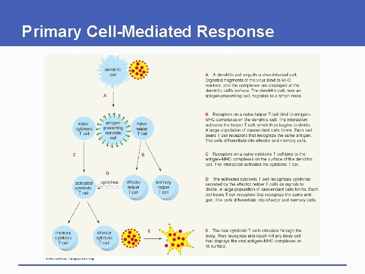 Primary Cell-Mediated Response Primary Cell-Mediated Response