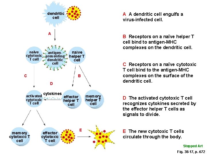 dendritic cell A A dendritic cell engulfs a virus-infected cell. A naive antigencytotoxic presenting dendritic cell A A dendritic cell engulfs a virus-infected cell. A naive antigencytotoxic presenting