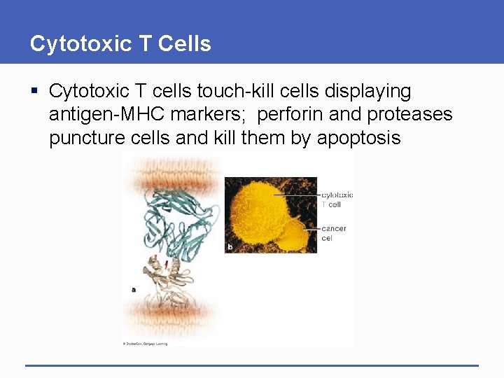 Cytotoxic T Cells § Cytotoxic T cells touch-kill cells displaying antigen-MHC markers; perforin and Cytotoxic T Cells § Cytotoxic T cells touch-kill cells displaying antigen-MHC markers; perforin and