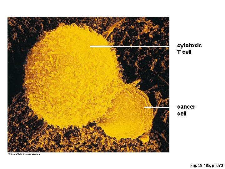 cytotoxic T cell cancer cell Fig. 38 -18 b, p. 673 cytotoxic T cell cancer cell Fig. 38 -18 b, p. 673