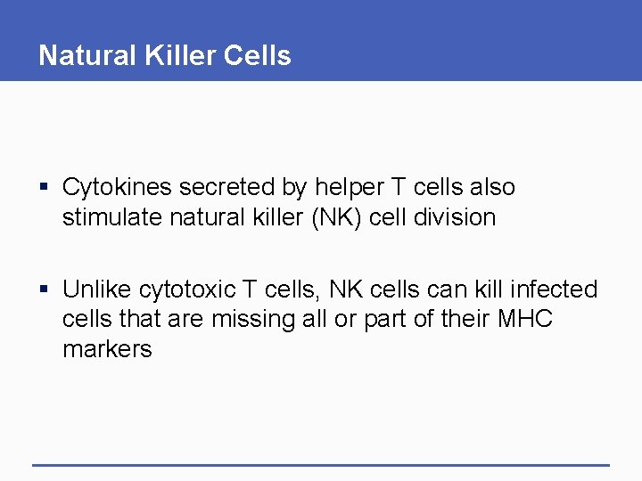 Natural Killer Cells § Cytokines secreted by helper T cells also stimulate natural killer Natural Killer Cells § Cytokines secreted by helper T cells also stimulate natural killer