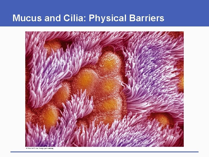 Mucus and Cilia: Physical Barriers Mucus and Cilia: Physical Barriers