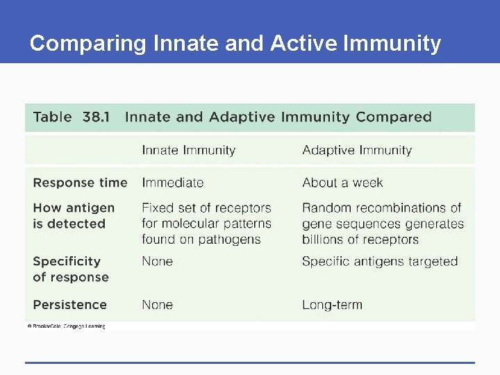 Comparing Innate and Active Immunity Comparing Innate and Active Immunity