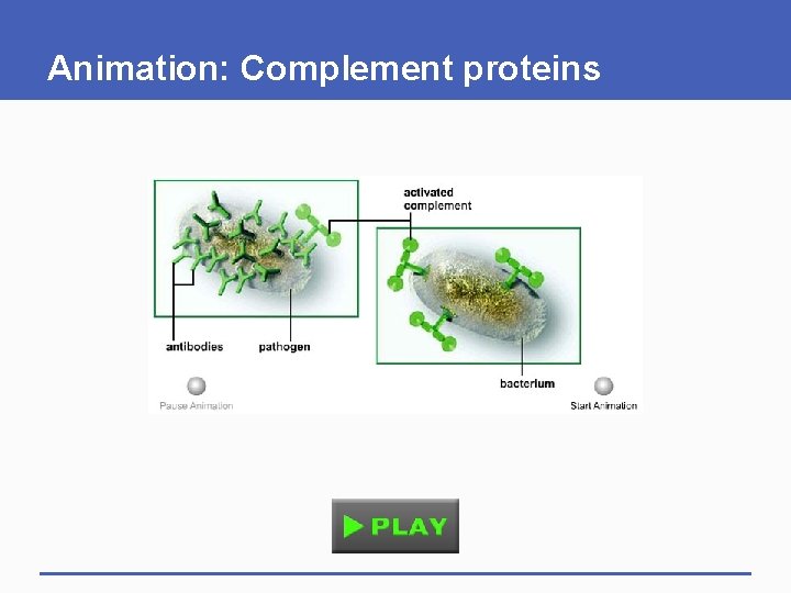 Animation: Complement proteins Animation: Complement proteins
