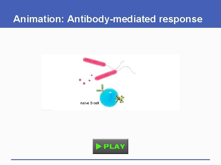 Animation: Antibody-mediated response Animation: Antibody-mediated response