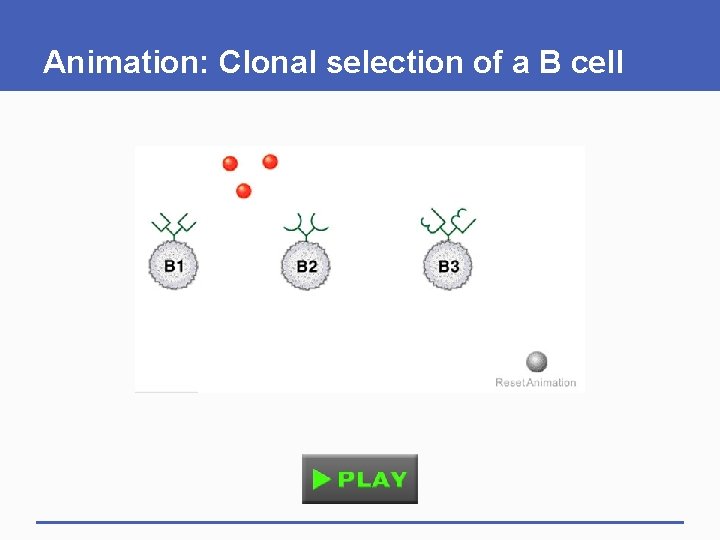 Animation: Clonal selection of a B cell Animation: Clonal selection of a B cell
