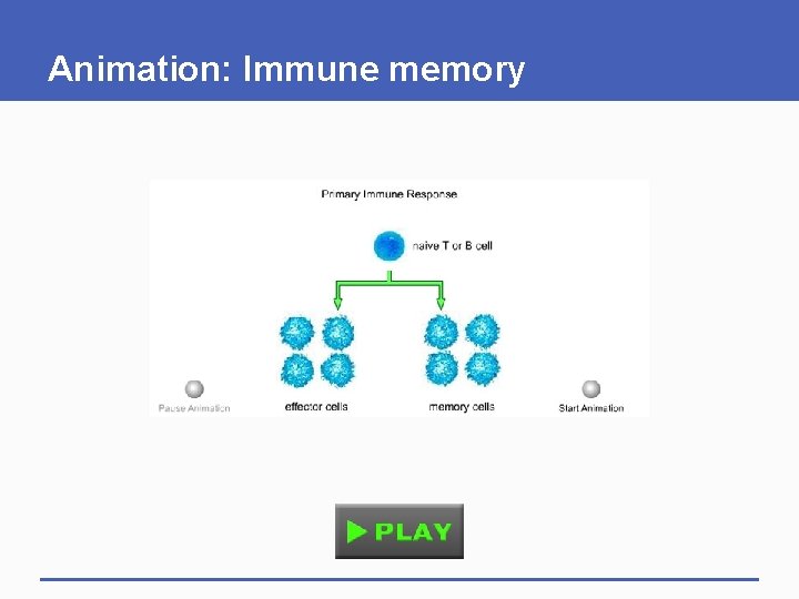 Animation: Immune memory Animation: Immune memory