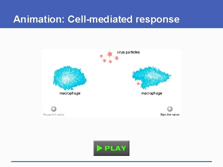 Animation: Cell-mediated response Animation: Cell-mediated response