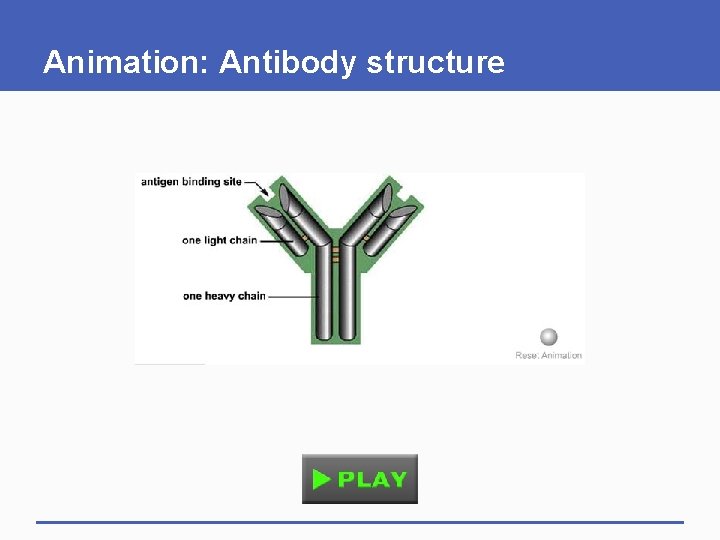 Animation: Antibody structure Animation: Antibody structure