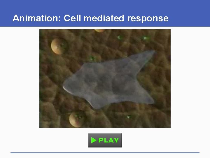 Animation: Cell mediated response Animation: Cell mediated response