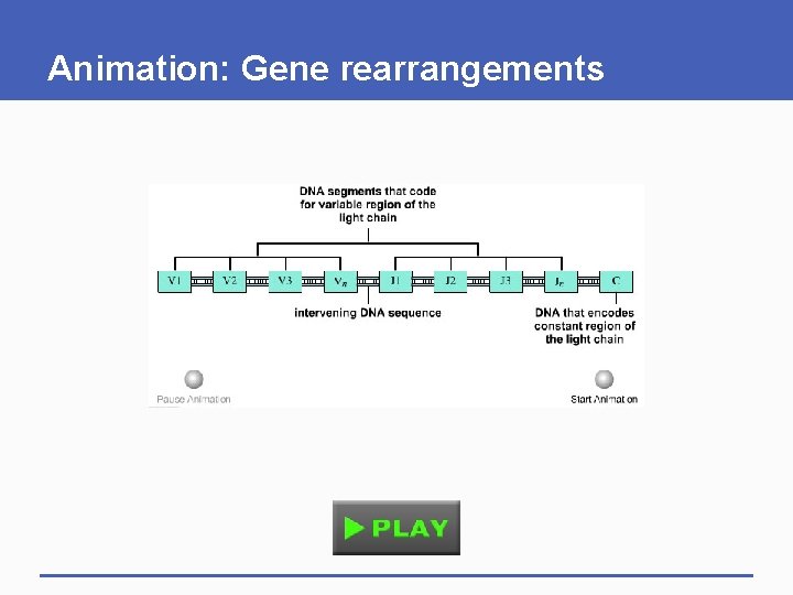 Animation: Gene rearrangements Animation: Gene rearrangements