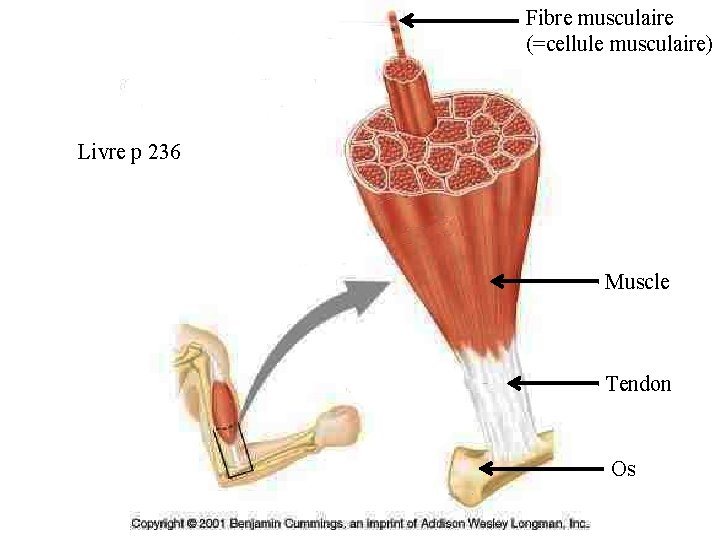 Fibre musculaire (=cellule musculaire) Livre p 236 Muscle Tendon Os 