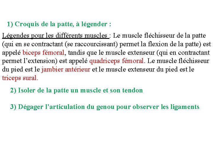 1) Croquis de la patte, à légender : Légendes pour les différents muscles : 1) Croquis de la patte, à légender : Légendes pour les différents muscles :