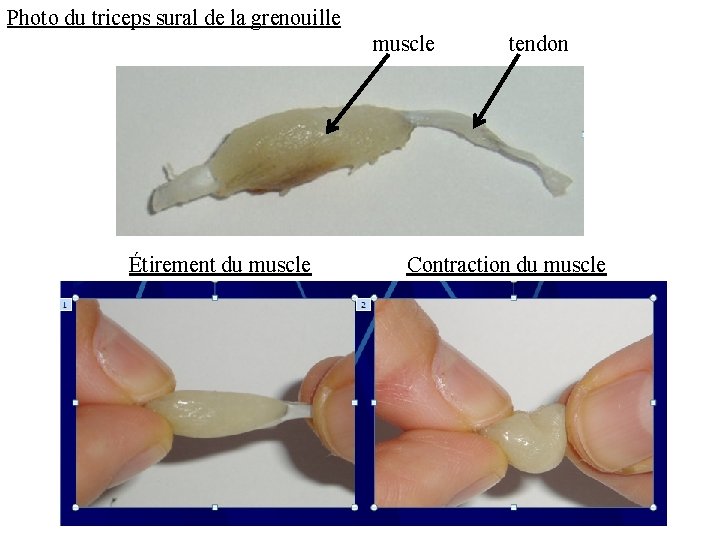 Photo du triceps sural de la grenouille muscle Étirement du muscle tendon Contraction du