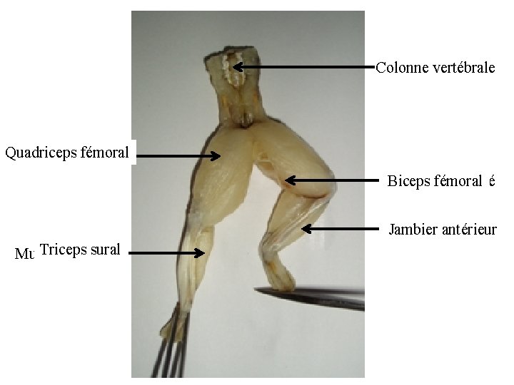 Colonne vertébrale Muscle contracté Quadriceps fémoral Muscle contracté Biceps fémoral Muscle contracté Jambier antérieur Colonne vertébrale Muscle contracté Quadriceps fémoral Muscle contracté Biceps fémoral Muscle contracté Jambier antérieur