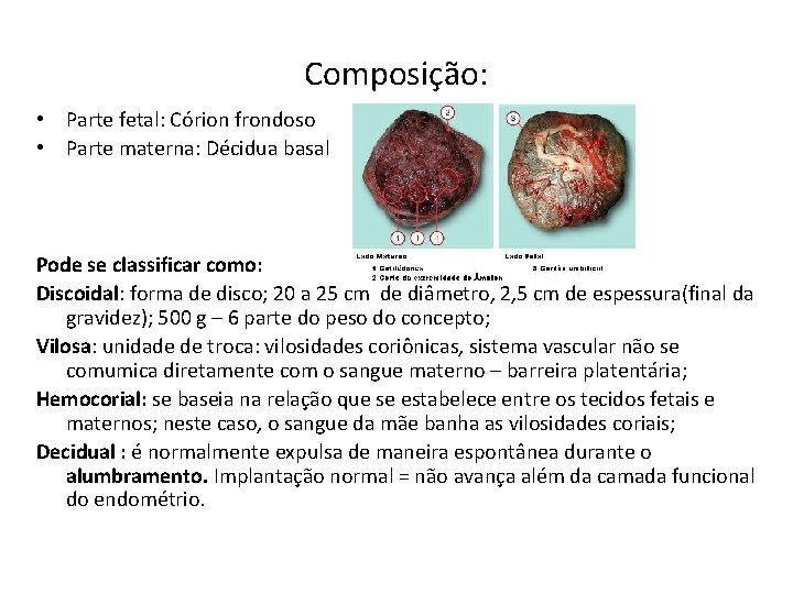 Composição: • Parte fetal: Córion frondoso • Parte materna: Décidua basal Pode se classificar