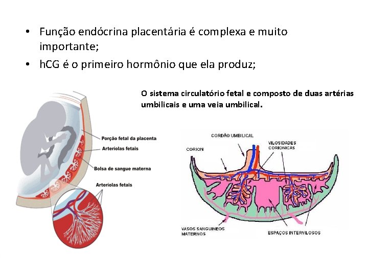  • Função endócrina placentária é complexa e muito importante; • h. CG é