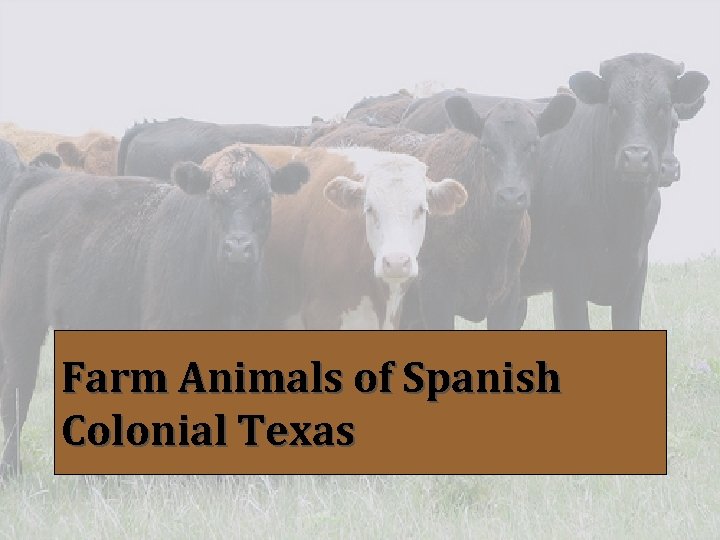 Farm Animals of Spanish Colonial Texas 
