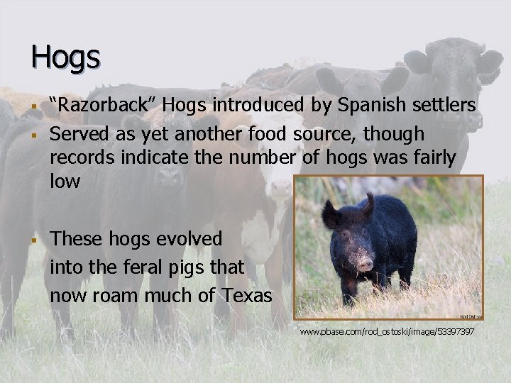 Hogs § § § “Razorback” Hogs introduced by Spanish settlers Served as yet another