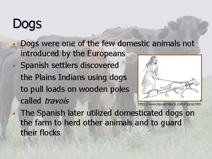 Dogs § § § Dogs were one of the few domestic animals not introduced Dogs § § § Dogs were one of the few domestic animals not introduced