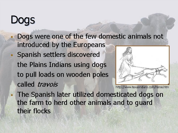 Dogs § § § Dogs were one of the few domestic animals not introduced