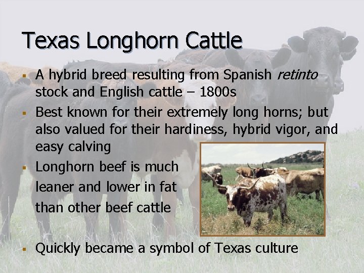 Texas Longhorn Cattle § § A hybrid breed resulting from Spanish retinto stock and