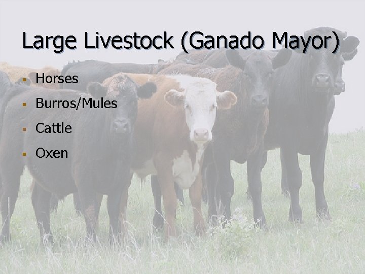 Large Livestock (Ganado Mayor) § Horses § Burros/Mules § Cattle § Oxen 