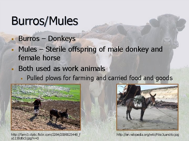 Burros/Mules § § § Burros – Donkeys Mules – Sterile offspring of male donkey