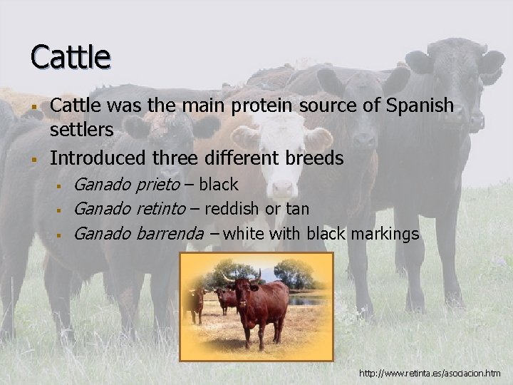 Cattle § § Cattle was the main protein source of Spanish settlers Introduced three Cattle § § Cattle was the main protein source of Spanish settlers Introduced three