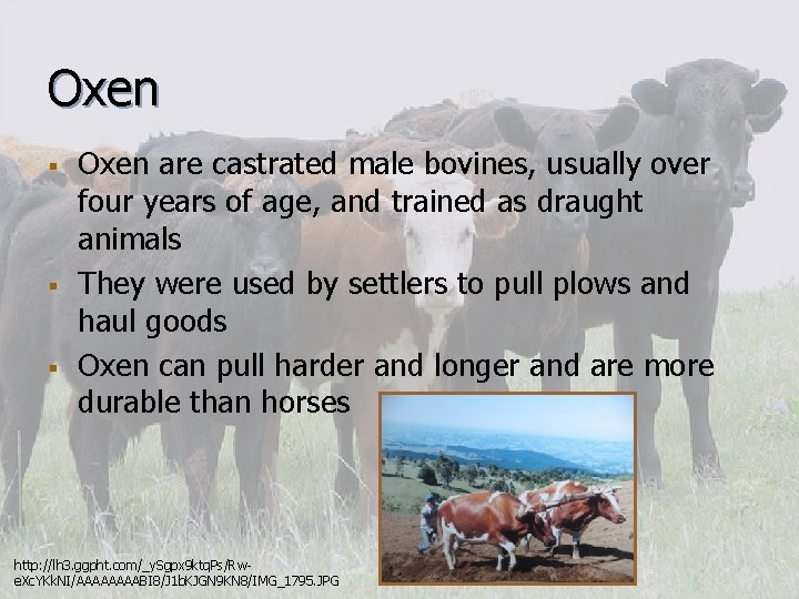 Oxen § § § Oxen are castrated male bovines, usually over four years of