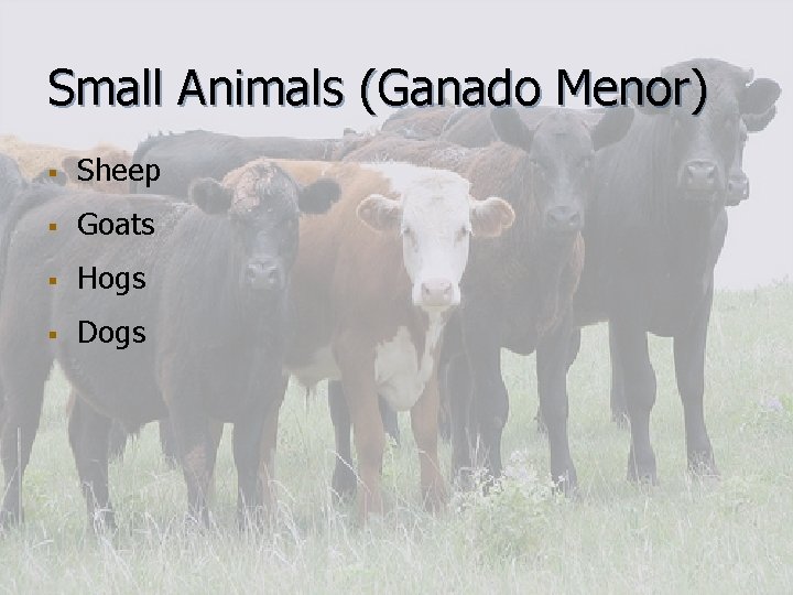 Small Animals (Ganado Menor) § Sheep § Goats § Hogs § Dogs 