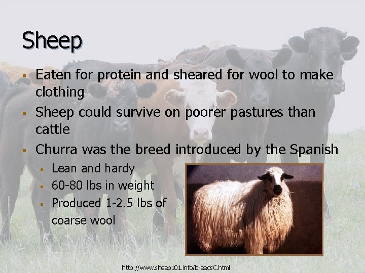 Sheep § § § Eaten for protein and sheared for wool to make clothing