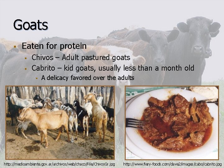 Goats § Eaten for protein § § Chivos – Adult pastured goats Cabrito –