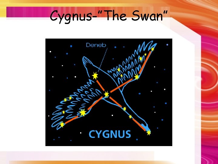 Cygnus-”The Swan” 