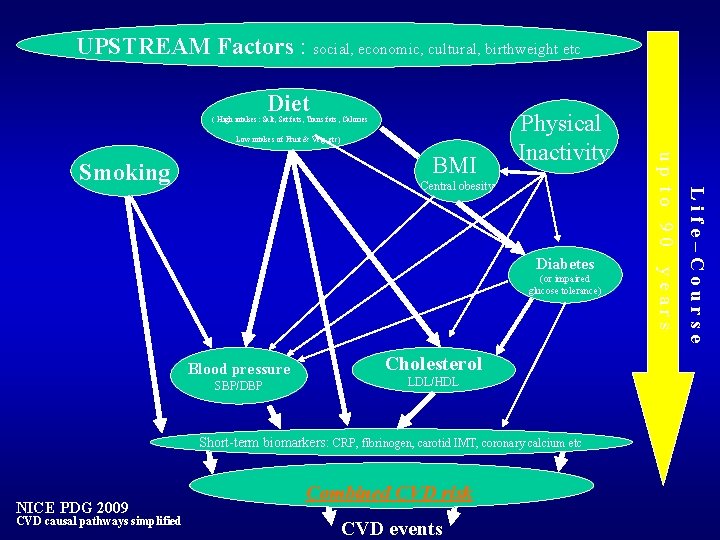 UPSTREAM Factors : social, economic, cultural, birthweight etc Diet ( High intakes: Salt, Sat