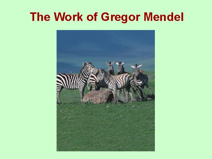 The Work of Gregor Mendel 