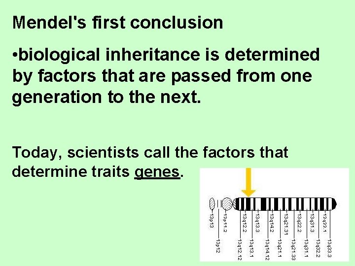 Mendel's first conclusion • biological inheritance is determined by factors that are passed from