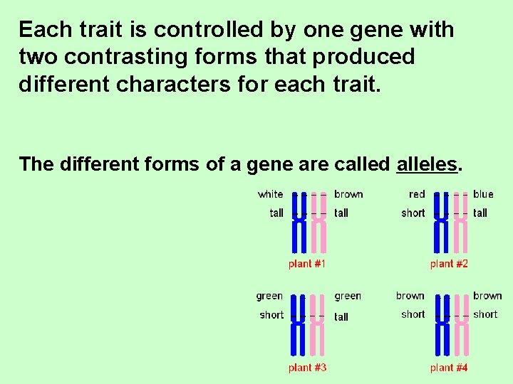 Each trait is controlled by one gene with two contrasting forms that produced different