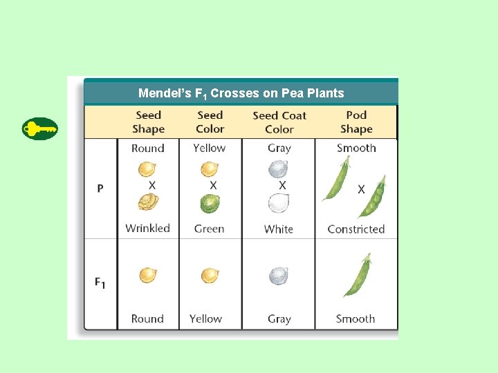 Mendel’s F 1 Crosses on Pea Plants 
