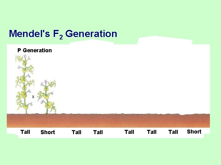 Mendel's F 2 Generation P Generation Tall Short F 2 Generation F 1 Generation