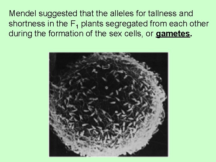 Mendel suggested that the alleles for tallness and shortness in the F 1 plants